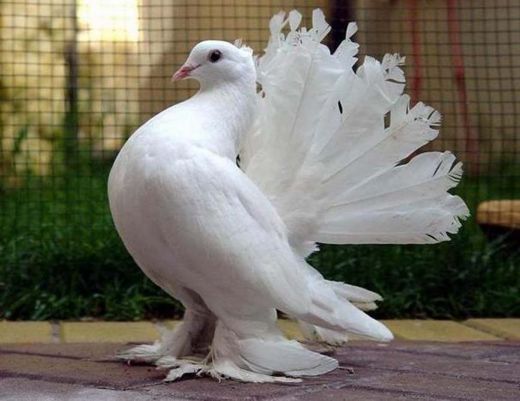 pigeon কবুতরের কবুতর পালনকবুতরের রোগ