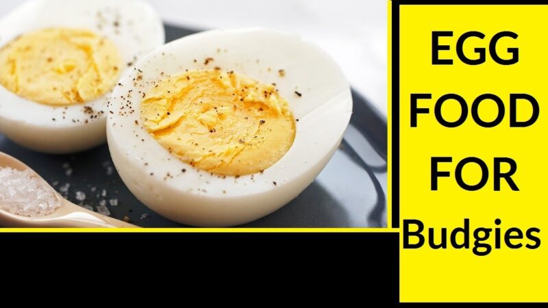 egg food for budgerigar