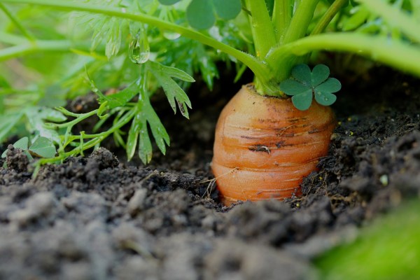 growing carrots in pots