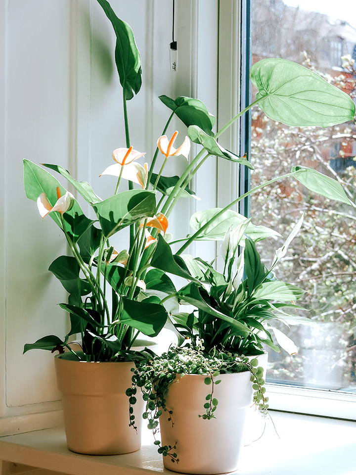 Plants For Office Desk