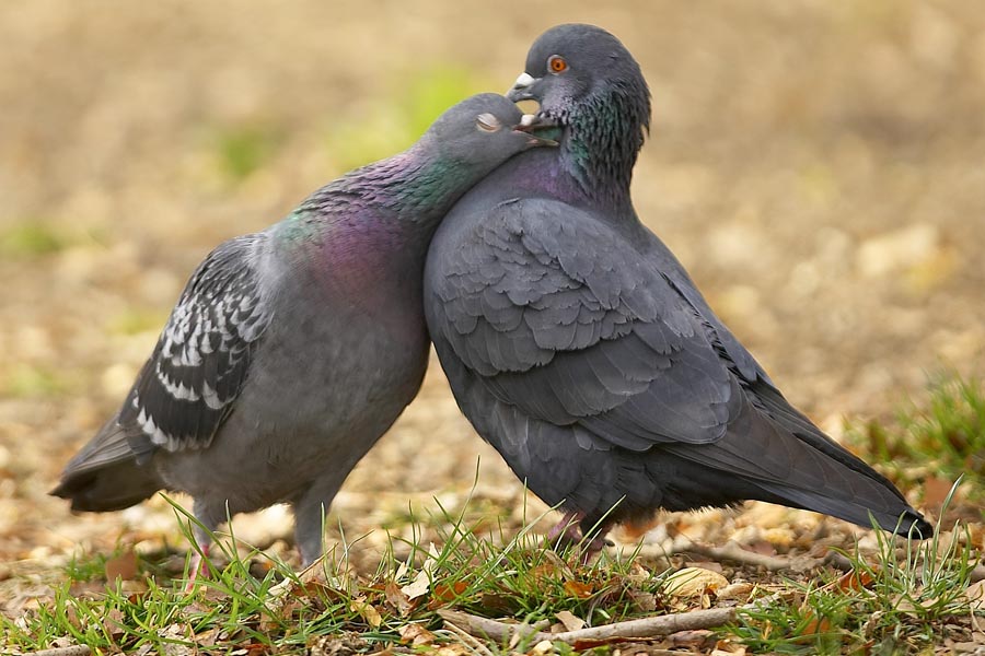 how to detect male and female pigeon কবুতরের নর মাদি চেনার উপায়
