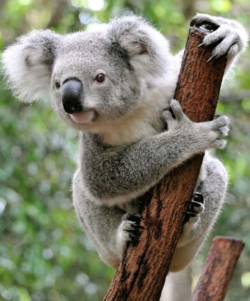 australian teddy bear koala