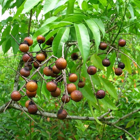 soapberry for hair