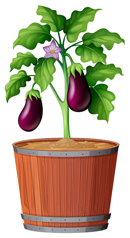 Growing eggplant in pot