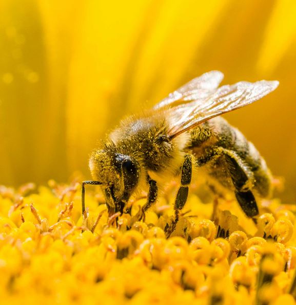 what happens if bees extinct