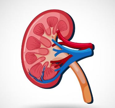 kidney facts for kids