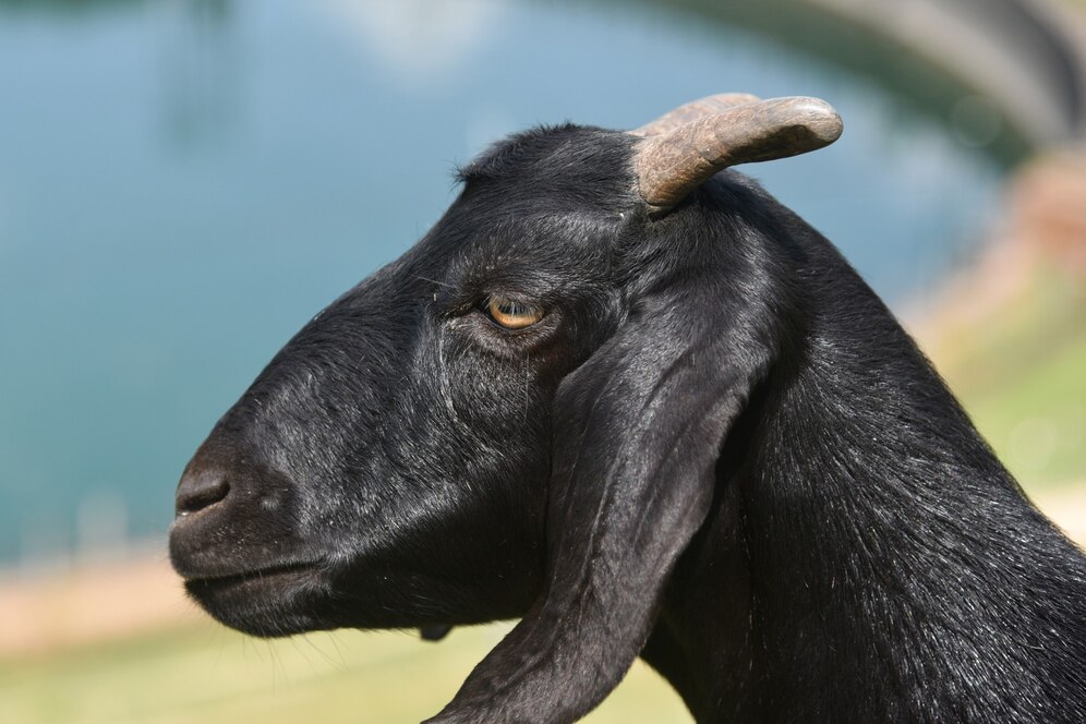 black bengal goat closeup