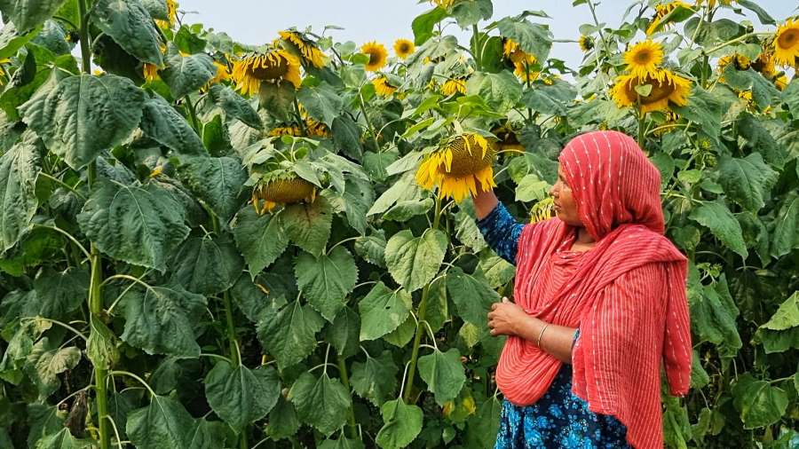 বাকৃবি সূর্যমুখী