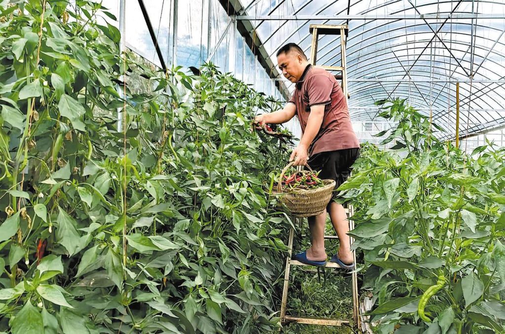 Big pepper tree in china greenhouse