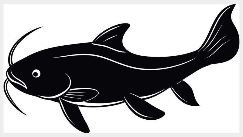 A silhouette of a catfish. /VCG