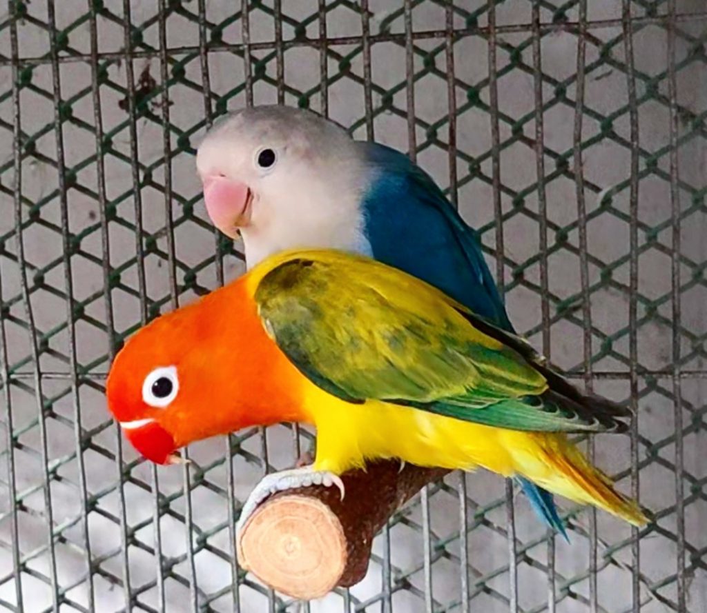 red opaline love bird