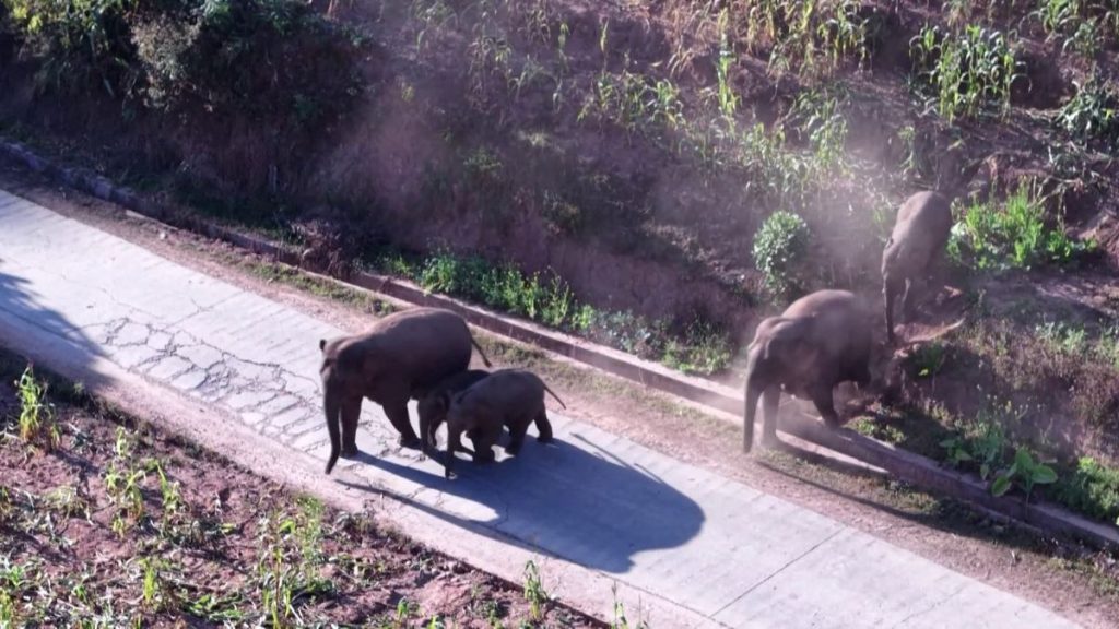 China Wild elephant yunnan