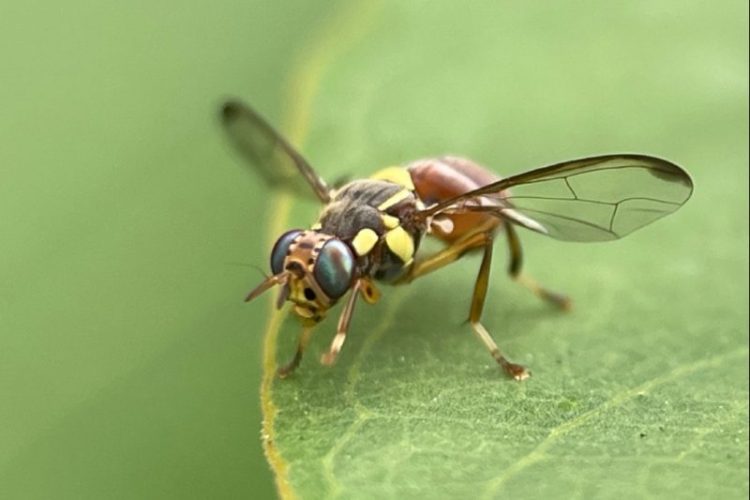 Chinese researchers decode oriental fruit fly's egg-laying mystery to curb  mango damage - Chinadaily.com.cn