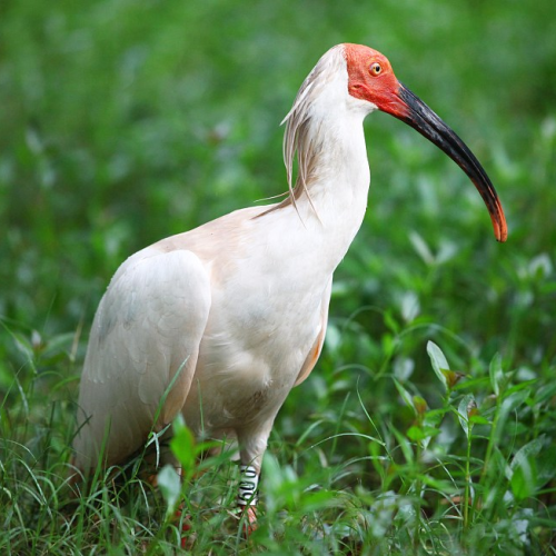 https://news.cgtn.com/news/2020-07-19/More-than-600-crested-ibises-born-in-northwest-China-province-SfnUSpTVmM/img/430c3ebb9e6a44c6a9ff8ce4c4e13a78/430c3ebb9e6a44c6a9ff8ce4c4e13a78.png