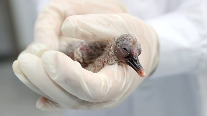 https://news.cgtn.com/news/2026-05-07/Crested-ibis-population-in-Zhejiang-surpasses-1-000-1MWVJ1uS34I/img/54d9cb68d13a4085936b755f6dd744f9/54d9cb68d13a4085936b755f6dd744f9.png