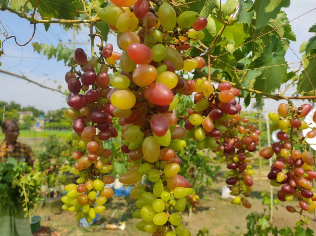 আঙুর চাষ