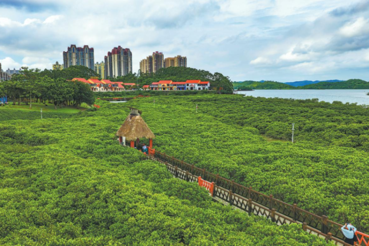 China champions mangrove conservation efforts - Chinadaily.com.cn