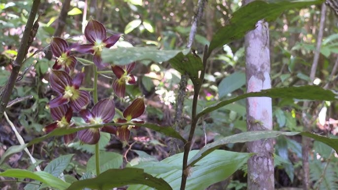 Rare orchid species discovered in Yunnan