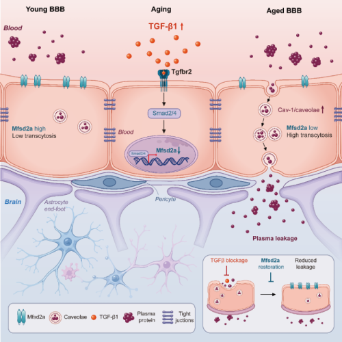 The study shows how aging disrupts transport in brain blood vessel cells, leading to blood-brain barrier leakage. /SIAT