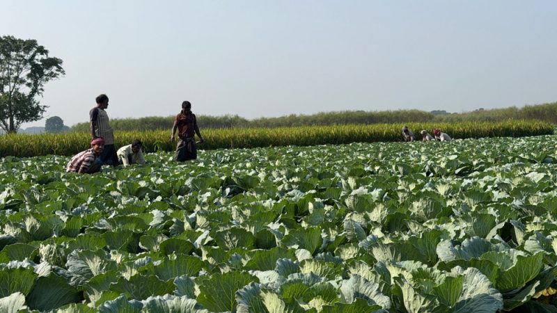 meherpur winter farming