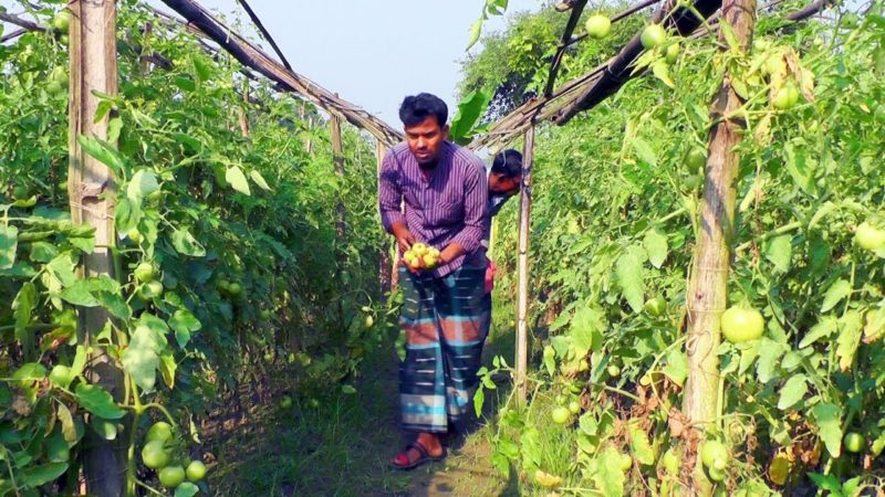 হার্টের কর্মক্ষমতা বাড়ায় কাঁচা টমেটো !