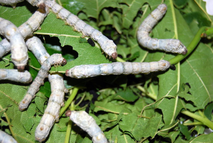 সঠিক পদ্ধতি মেনে রেশম চাষ করে আয় বাড়ান