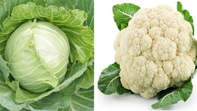 The health benefits of cabbage and cauliflower