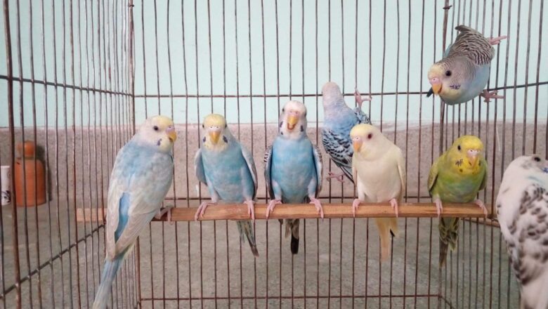 Disease of budgerigar : Budgerigar’s diarrhea and its solution