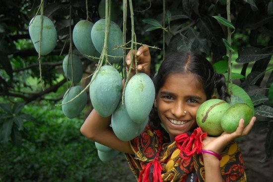 Mango madness in Bangladesh