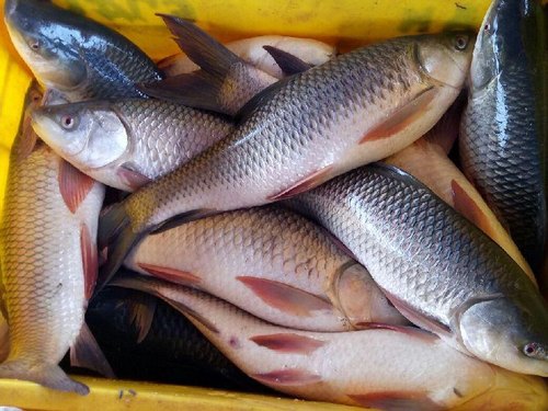 identify fresh fish