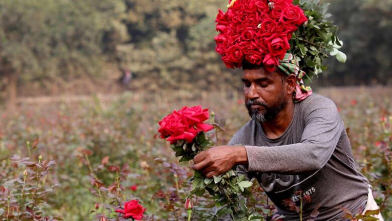 গোলাপ গাছের রোগ ও সেগুলোর সমাধান