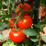 Grow Tomato in pot