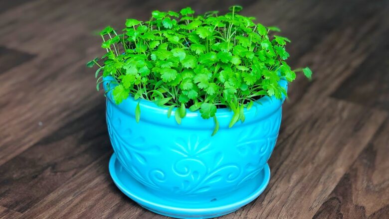 Grow Cilantro in pot | Growing Coriander leaves in pot
