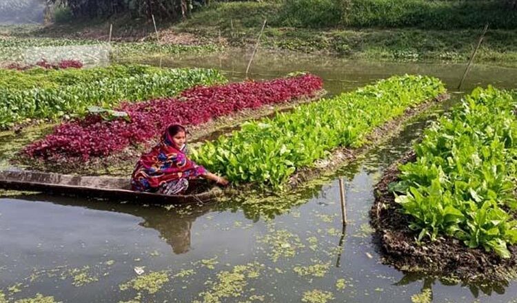 ভাসমান সবজি চাষ : স্বাবলম্বী হচ্ছে যশোরের কৃষকরা