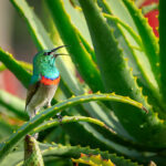 Aloe vera beauty tips