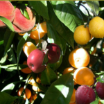 Fruit salad tree fun facts about food
