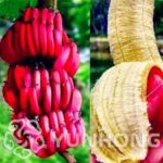 Banana benefits red