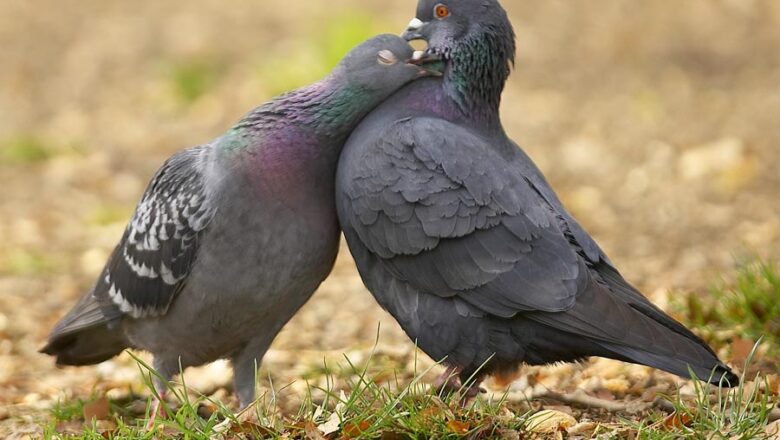How to recognize male and female pigeons