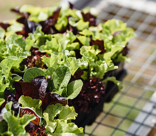 How to grow lettuce on balcony | Lettuce growing tips on Balcony