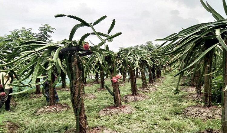 ড্রাগন ফল চাষে ভাগ্য বদল