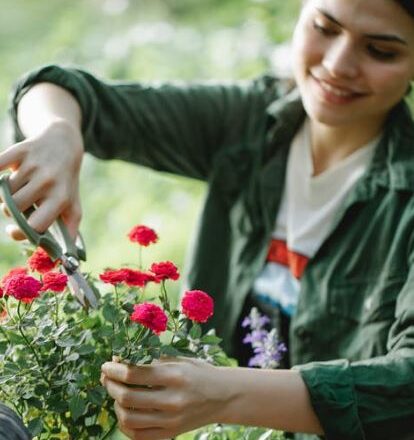 Roses are not blooming in the pot? Know the tips