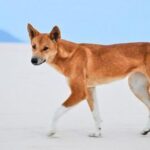 Facts for Kids dingo dog