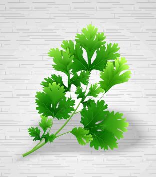 20 incredible facts about coriander leaves