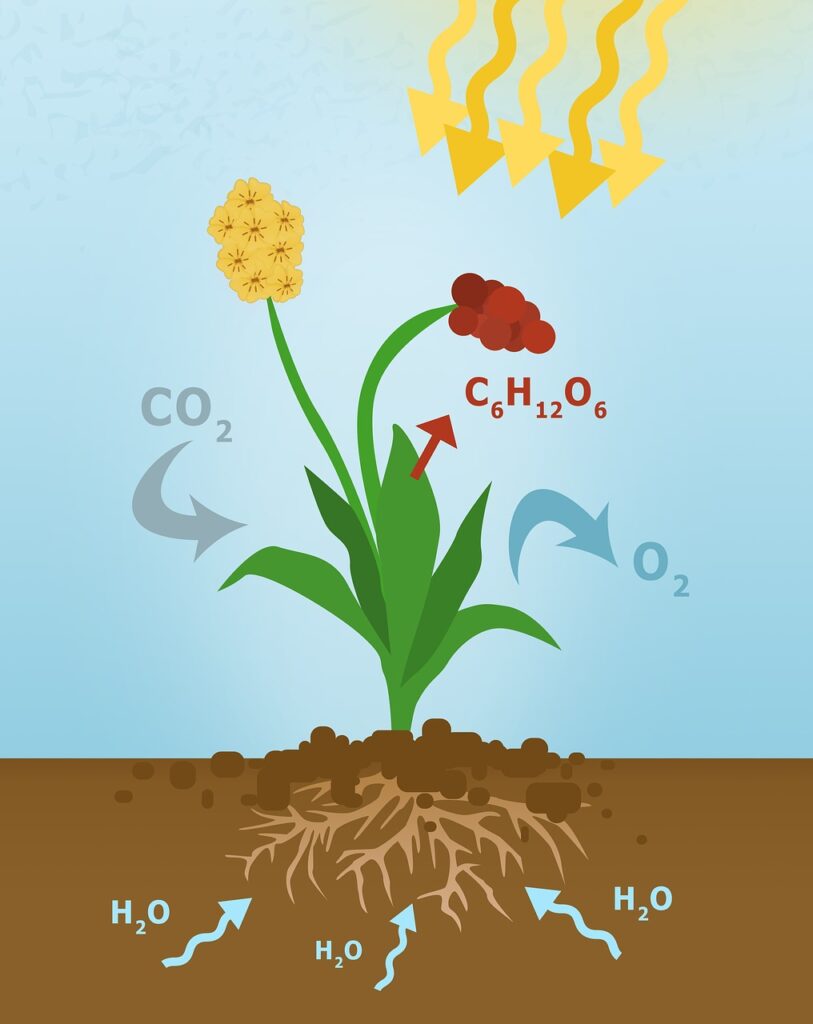 science photosynthesis class 8