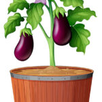 Growing eggplant in pot