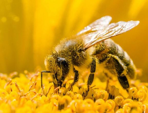 What happens if bees extinct?
