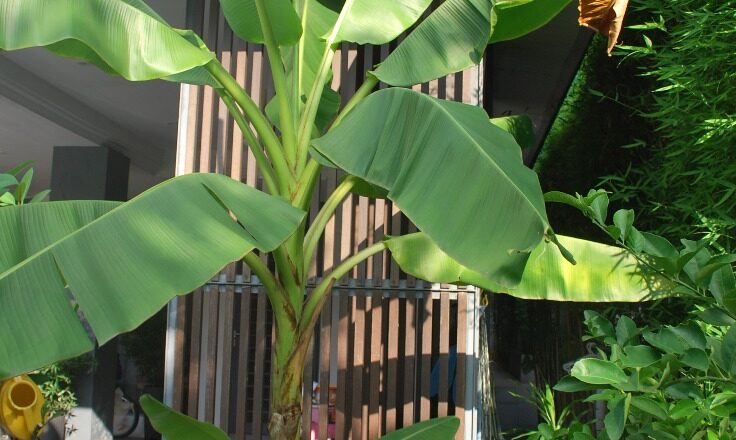 How to Grow Banana in Pot