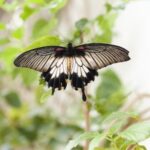 interesting facts about butterflies for kids