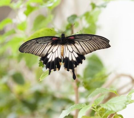 Interesting Facts about Butterflies for kids