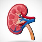 kidney facts for kids